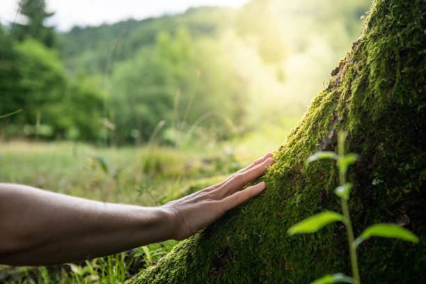 How Our Tree Care Process Works  in  Lavallette, NJ